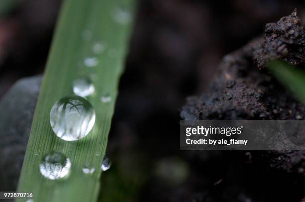 dew drops on a leaf - natale stockfoto's en -beelden