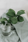 green leaf  in vase on linen background, nature minimal concept