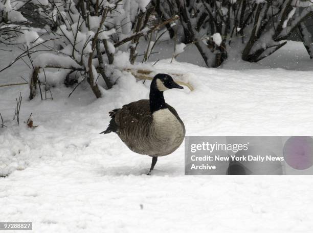 Canada goose takes its stand - on one foot - after an unseasonable spring downfall left a blanket of snow in Queens. The mercury reached an...