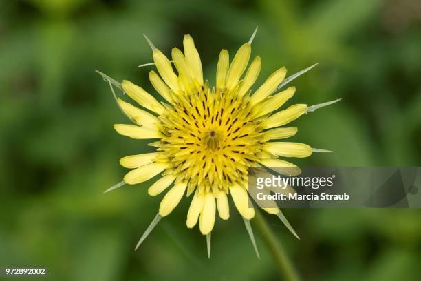 yellow goatsbeard wildflower - salsify fotografías e imágenes de stock