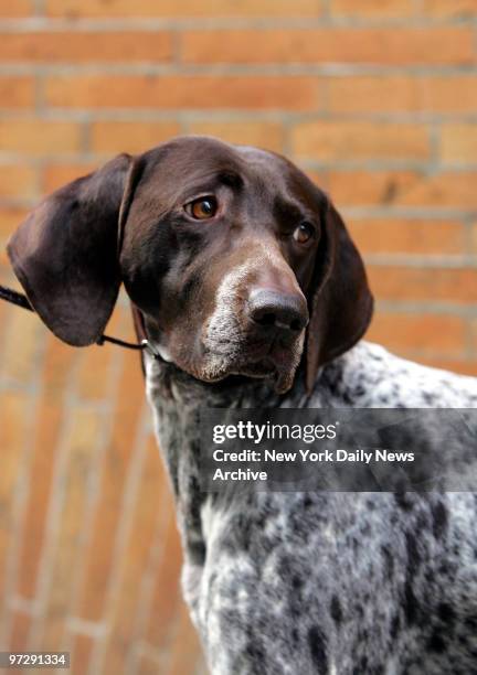 Carlee, a German shorthaired pointer, waits to make an appearance on "The Tony Danza Show" during a whirlwind trip around Manhattan after winning the...