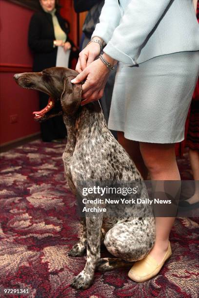 Carlee, a German shorthaired pointer, yawns as she waits with her handler, Michelle Ostermiller, for her steak lunch at Sardi's during a whirlwind...