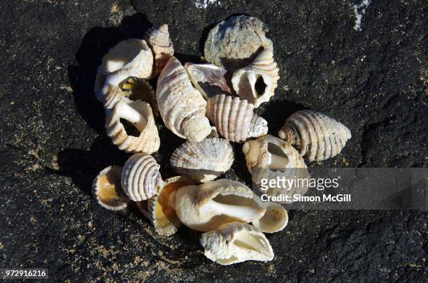 collection of seashells on a rock at the beach - broken seashell stock pictures, royalty-free photos & images