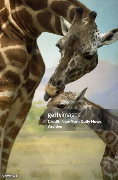 Margaret II, also known as Margaret Sukari, grooms her new baby Rothschild's giraffe, Margaret III, at the Bronx Zoo. The youngster was born Jan....