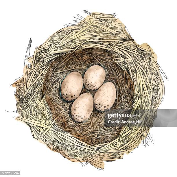 2 066点の鳥の巣イラスト素材 Getty Images 2 066点の鳥の巣イラスト素材 Getty Images