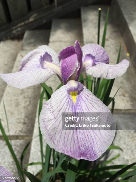 purple iris - sweet flag or calamus (acorus calamus) stock pictures, royalty-free photos & images