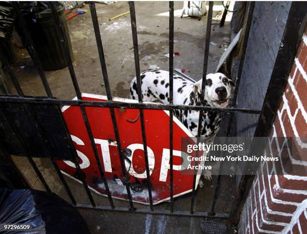 Dalmation owned by David Pizarro barks from an alleyway at 1819 Weeks Ave. In Tremont. Pizarro earlier leaped off the roof of the building with his...