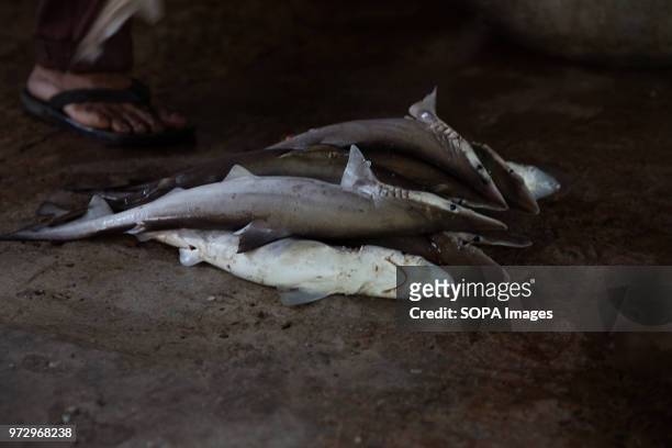 Dogfish lie on the market floor. Cox's Bazar is a coast town in the eastern region of Bangladesh. Fish is one of the main diet of the local...