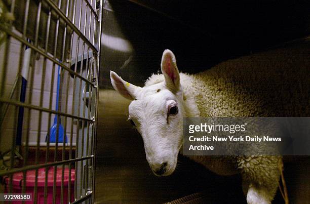 Franklin the wayward lamb calms down at ASPCA shelter after wild and wooly chase down Second Ave. The wackiness ended on the FDR Drive, when a driver...