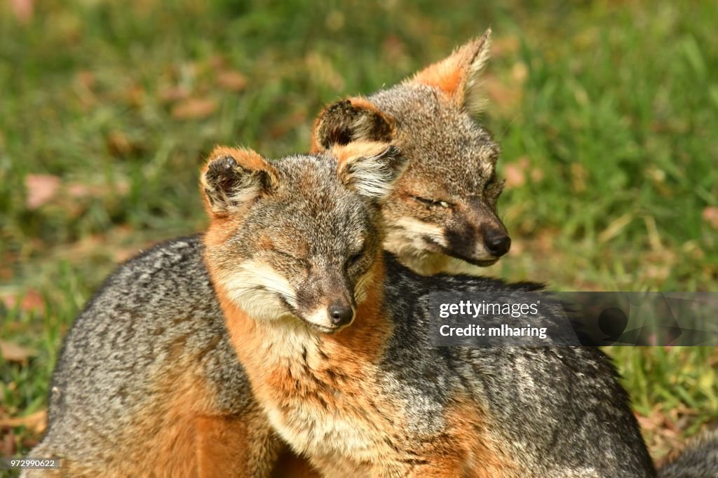 Island Fox