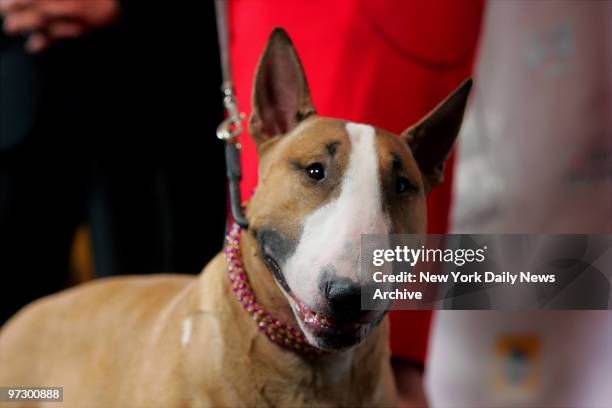 Champion Rocky Top's Sundance Kid Rom, a 5-year-old colored Bull terrier also known as Rufus, mugs for the camera during a satellite news conference...