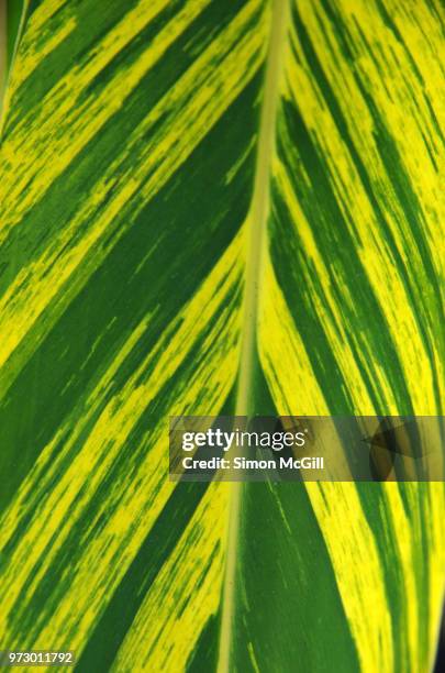variegated shell ginger (alpinia zerumbet variegata) leaf - ginger flower stock pictures, royalty-free photos & images