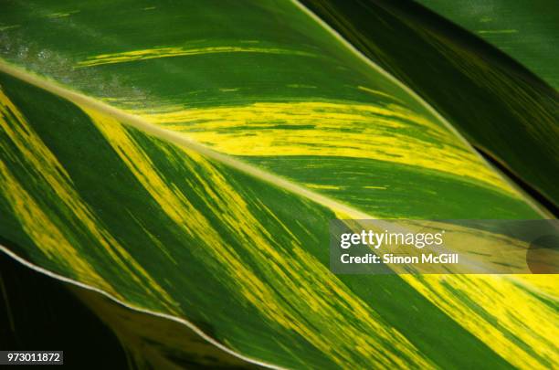 variegated shell ginger (alpinia zerumbet variegata) leaf - alpinia zerumbet stock pictures, royalty-free photos & images