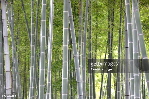bamboo forest - folha de bambu - fotografias e filmes do acervo