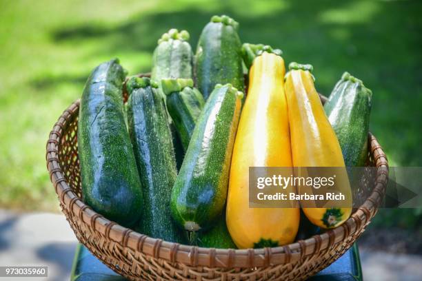 basket of fresh picked zucchini from the garden - calabacín fotografías e imágenes de stock