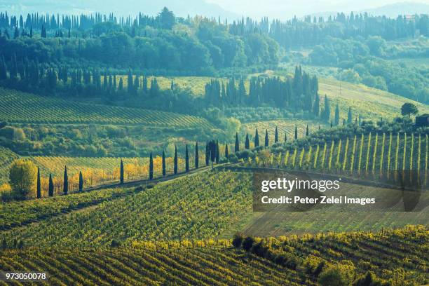 vineyard in tuscany, italy - italian cypress fotografías e imágenes de stock