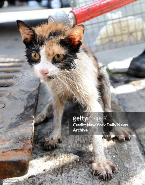 Soaked and shaken cat is quite a sight after being trapped in drain in front of 354 Malcolm X Blvd. In Bedford-Stuyvesant, Brooklyn. Luckily for the...
