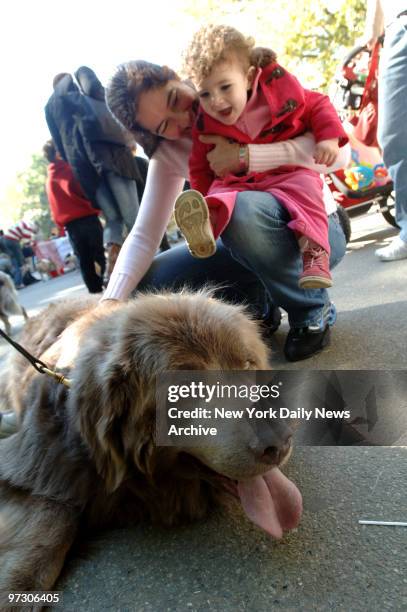 General Blue Jackson, a Newfoundland, laps up attention at fifth annual My Dog Loves Central Park Country Fair.