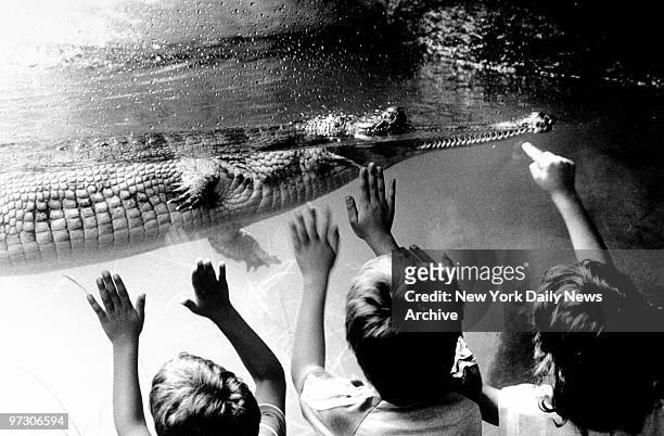 Children reach towards the Gharial crocodile in the Bronx Zoo.