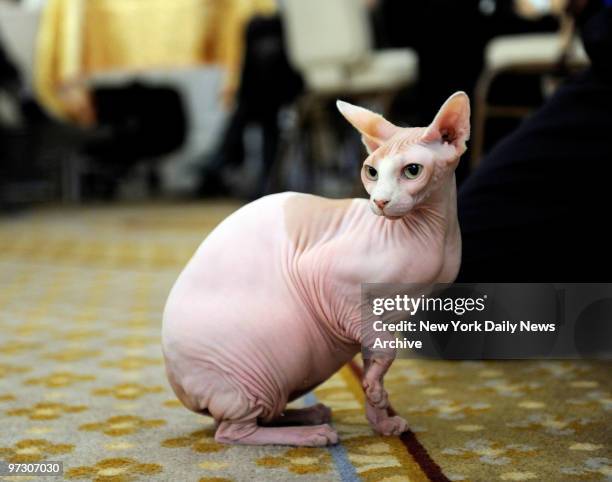 Someone has to love it! Bald is beautiful to Sphynx named Scarlet O'Hairless and her owner John Gardiner. Strange cat and dog breeds will be on...