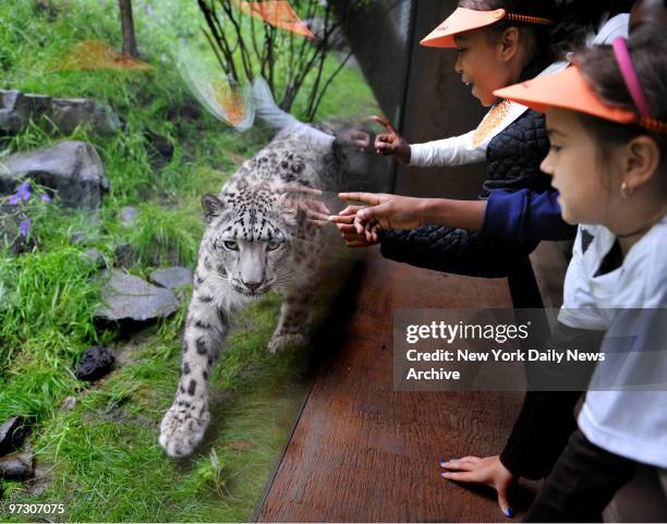 Today was opening day for the new Snow Leopard exhibit at the Wildlife Conservation Society's Central Park Zoo . School children got...