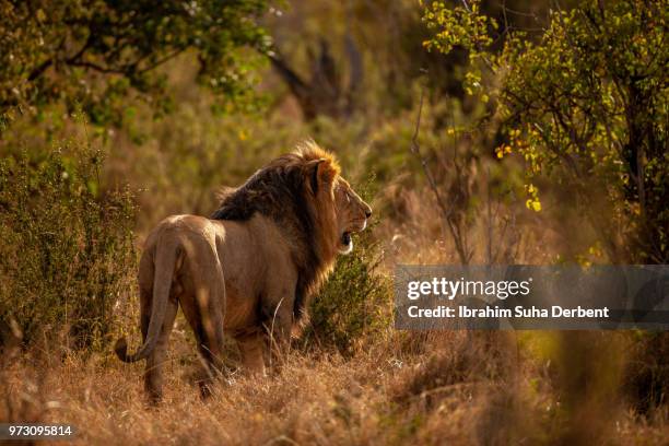 783 Lion Back View Stock Photos, High-Res Pictures, and Images - Getty ...