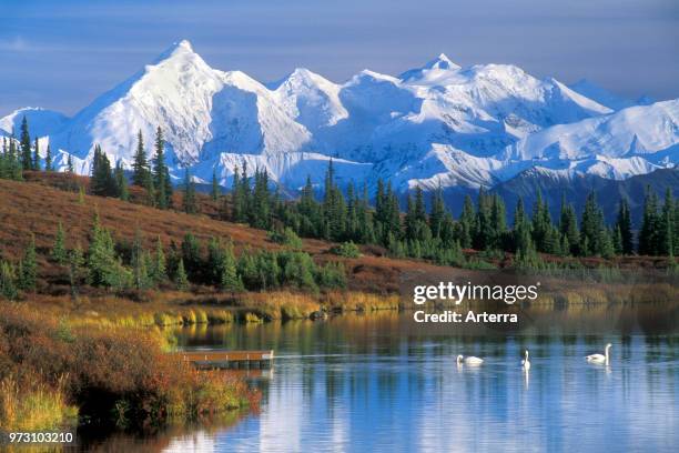 The Alaska Range with Mount McKinley and Wonder Lake with Tundra swans in the fall, Denali National Park, Alaska, USA.