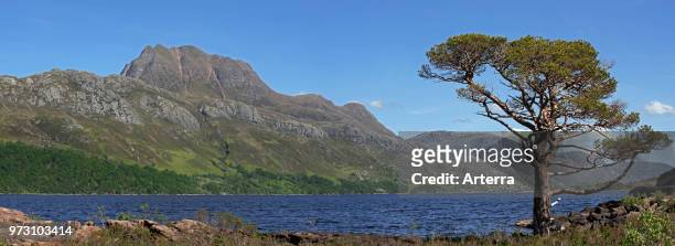 Scots pine tree on the shores of Loch Maree and the mountain Slioch, Wester Ross, Scottish Highlands, Scotland, UK.
