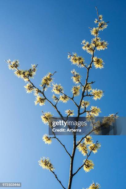 Hybrid witch hazel Pallida, deciduous shrub showing yellow flowers in winter / early spring.