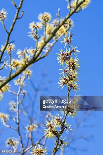 Hybrid witch hazel Pallida, deciduous shrub showing yellow flowers in winter / early spring.
