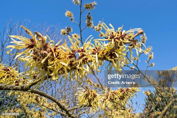 Hybrid witch hazel Pallida, deciduous shrub showing yellow flowers in winter / early spring.