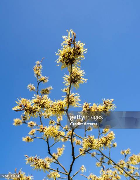 Hybrid witch hazel Pallida, deciduous shrub showing yellow flowers in winter / early spring.