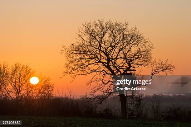 Raised hide in tree silhouetted against sunset in winter.
