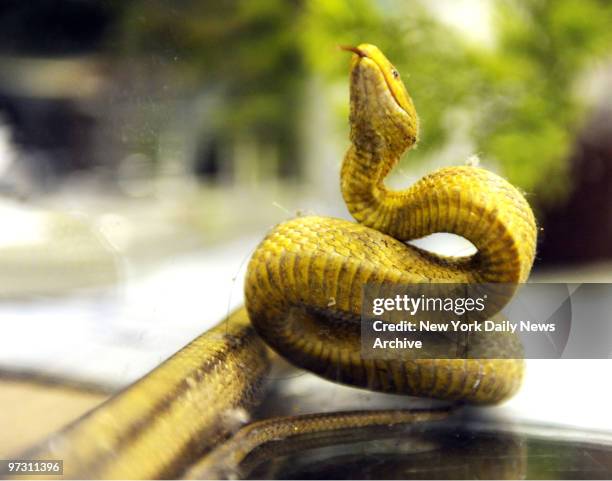 Stanley, a yellow rat snake, in the Animal Care & Control of NYC, 326 E110 st. The snake interrupted breakfast in the apt. Of a Bronx family living...