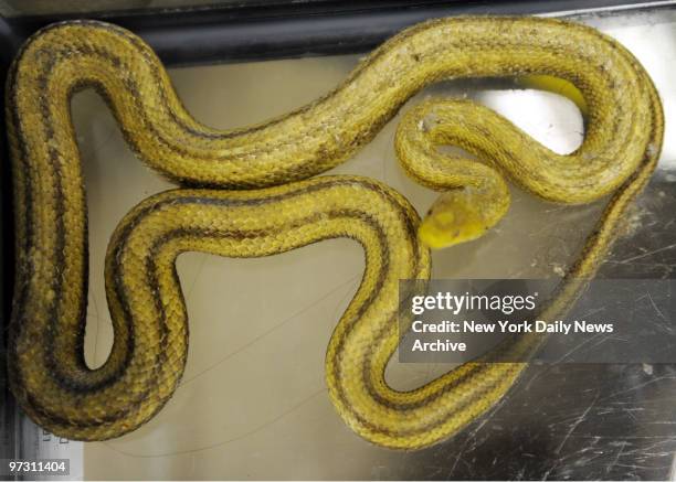 Stanley, a yellow rat snake, in the Animal Care & Control of NYC, 326 E110 st. The snake interrupted breakfast in the apt. Of a Bronx family living...