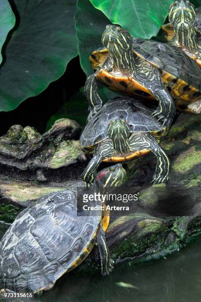 Red-eared sliders / red-eared terrapins group resting on log in lake, native to southern United States.