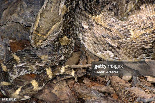 African common puff adder camouflaged in leaf litter in the Kalahari desert, South Africa.