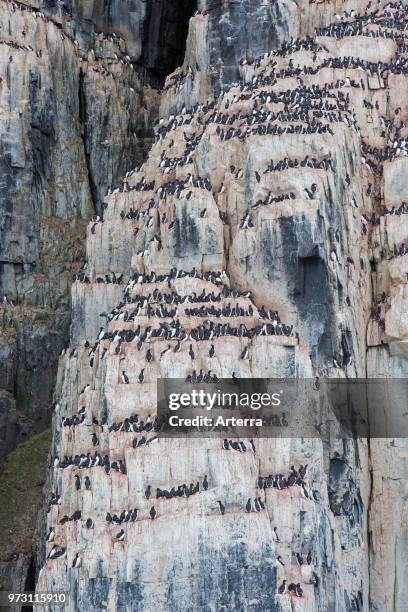 Alkefjellet, sea cliff housing seabird colony of thick-billed murres / Brunnich's guillemots at Hinlopenstretet, Svalbard, Norway.