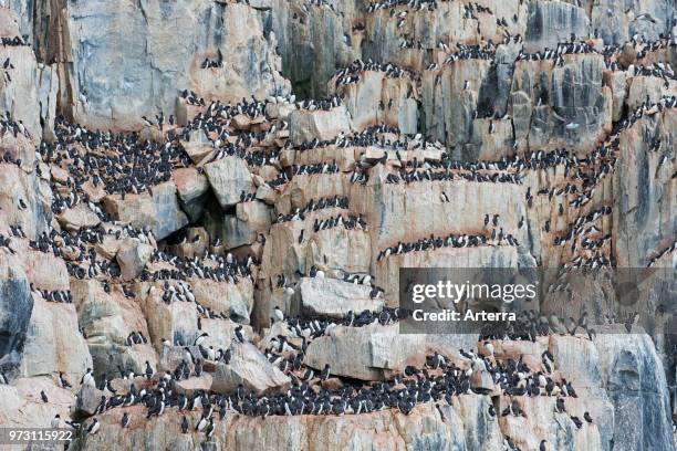 Alkefjellet, sea cliff housing seabird colony of thick-billed murres / Brunnich's guillemots at Hinlopenstretet, Svalbard, Norway.
