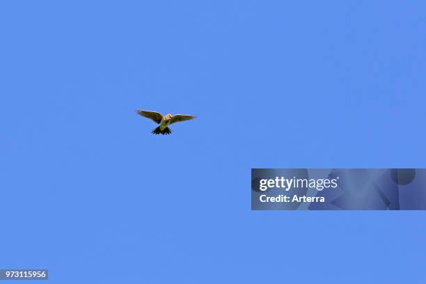 Singing Eurasian skylark / common skylark in flight against blue sky.