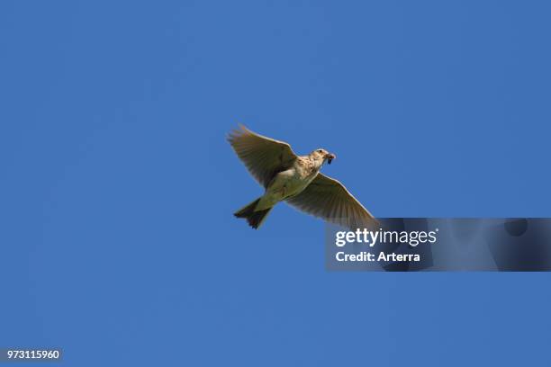 Eurasian skylark / common skylark flying with caught grub in beak against blue sky.