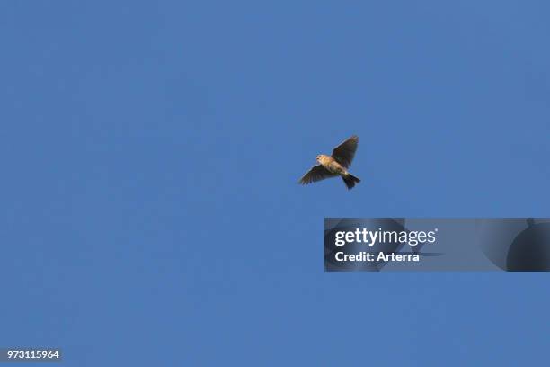 Singing Eurasian skylark / common skylark in flight against blue sky.