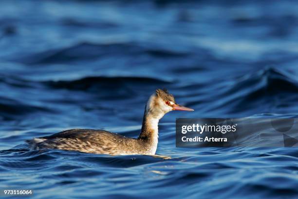 Great crested grebe in winter plumage swimming in sea.