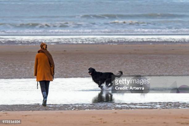 Lonely woman walking on desolate sandy beach with playful black dog running through the water along the North Sea coast in winter.