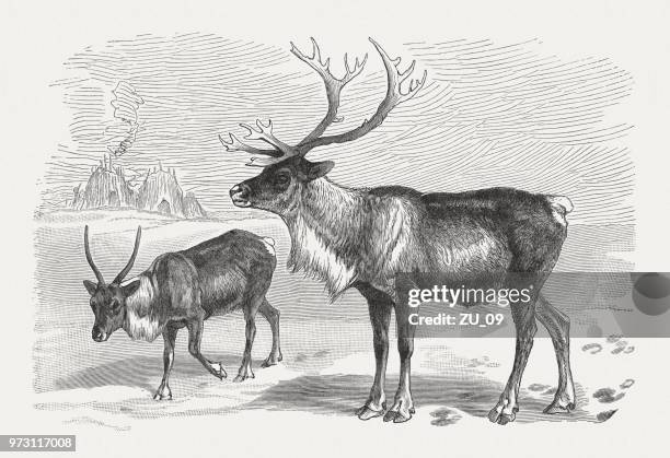 reindeer (rangifer tarandus), wood engraving, published in 1897 - siberia stock illustrations