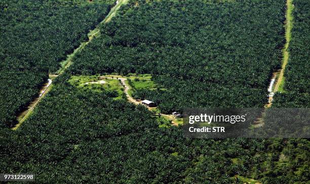 By M. Jegathesan An oil palm plantation covers a swath of land where a forest once stood in the Miri interior, eastern Malaysian Borneo state of...