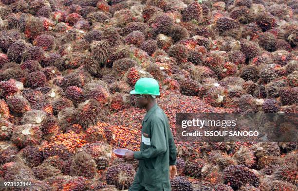 Christophe Kofffi - A man walks past seed pods near a processing plant on March 13, 2008 on a palm oil plantation owned by the "Societe de Palme de...