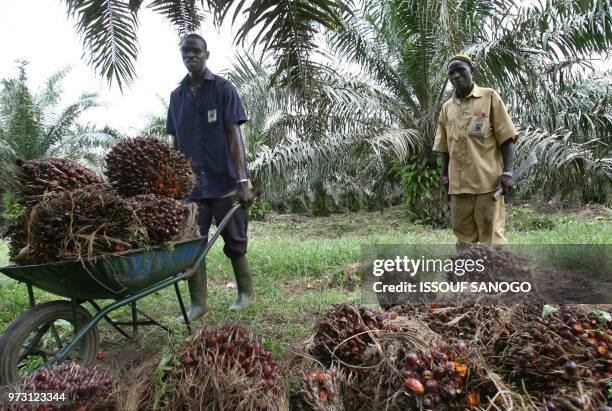 Christophe Koffi - A man pushes a wheel barrow ladened with seed pods on March 13, 2008 in a palm oil plantation owned by the "Societe de Palme de...