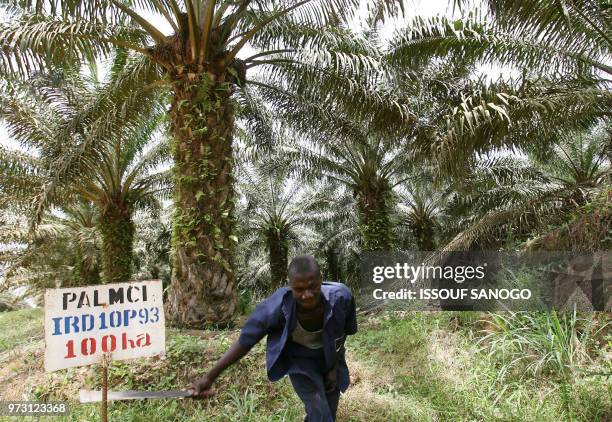 Christophe Koffi - A man walks on March 13, 2008 in a palm oil plantation owned by the "Societe de Palme de Cote d'Ivoire" near Irobo some 120km...