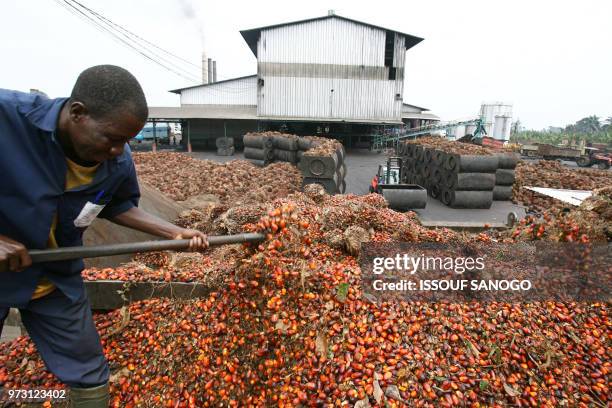 Christophe Koffi - A man shifts seed pods on March 13, 2008 in a palm oil plantation owned by the "Societe de Palme de Cote d'Ivoire" near Irobo some...